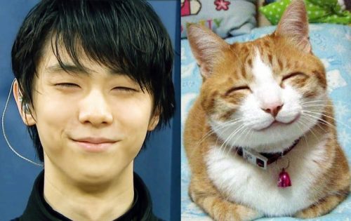 羽生結弦の笑顔は猫に似てる？ほっこりする可愛い画像に癒される