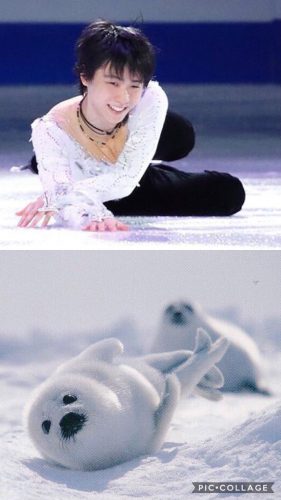 全部可愛くて癒される。 羽生結弦とそっくりな動物はどれ？