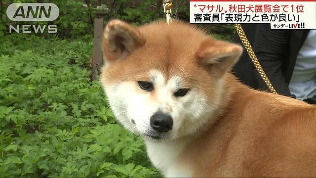 マサルが秋田犬品評会で１位に！ロシアで開催された秋田犬の展覧会！