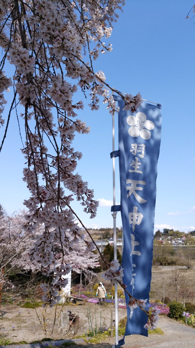 羽生天神社、境内の満開のしだれ桜を公開！  …私事のマルくんとプーさんとのツーショットにたくさんのいいねをありがとうございました。…