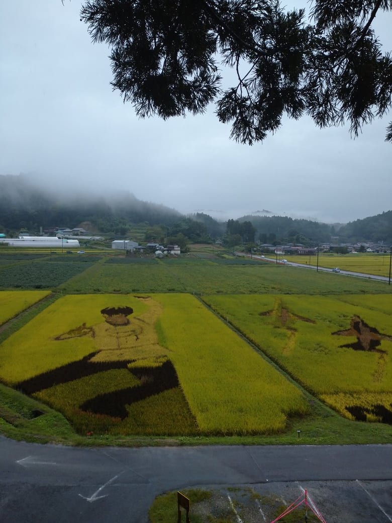 宮城県角田市西根の田んぼアート「羽生さんの衣装の部分黄金色になっていた。金メダル色。」