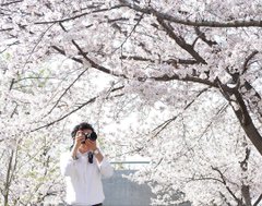 ネイサン・チェン インスタグラムを更新「大阪のPanasonicミュージアムを見学してパーフェクトなタイミングで満開の桜を見る事が出来ました 本当に素晴らしい経験でした」