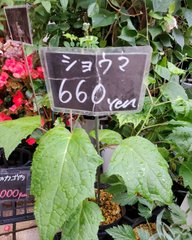 ショウマ という名の観葉植物にウケる 伊藤みどり 神w「¥660なら私も欲しい」「すくすく育ってくれそうですね」