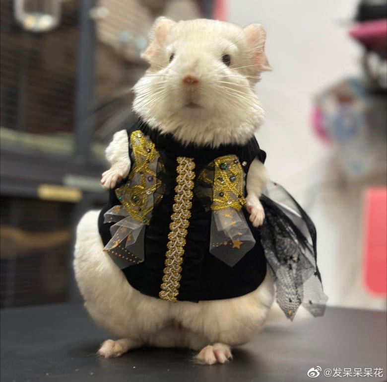 weibo見てたらペットのチンチラに手作り脇様衣装…想像以上に可愛かった！　職場で吹き出してしまったw　かわいすぎる