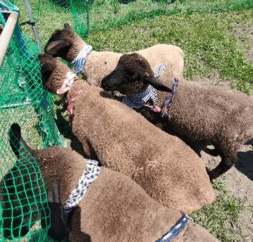 田んぼアートのキッチンカーさんが増えた。４店舗増えた。カレー屋さんのインスタに羊の群れ。