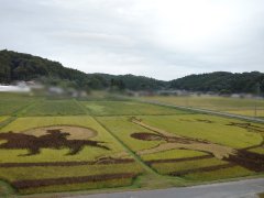 誕生日知ってるのか。稲刈りは毎年偶然にも127日目付近。宮城県角田市の西根田んぼアート。