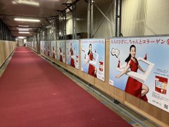 大相撲九州場所に、 浅田真央さんの ひざコラ の 広告を出させていただきました！