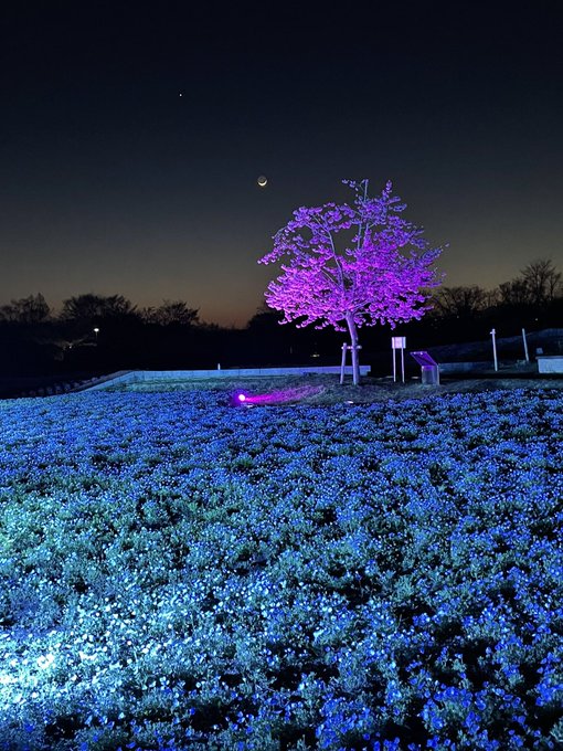 ゆづ桜 本当に幻想的で美しい 太陽が沈んだ西の空に一番明るく輝く木星と新月翌日の細い月そして…