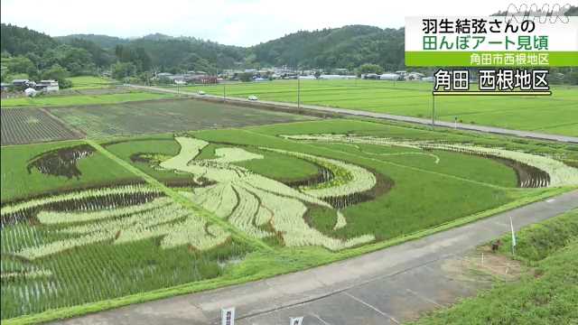 羽生結弦さん描いた田んぼアートが見頃　角田