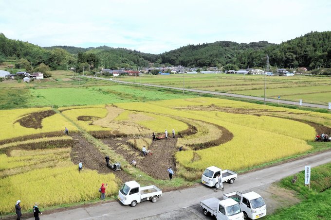 金色のユヅ見納め　宮城・角田の田んぼアート会場で稲刈り