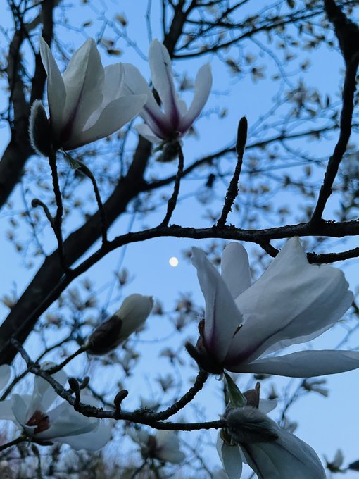 木蓮もダニーボーイのイメージにあう　少し日が落ちる前の空の色ともあう