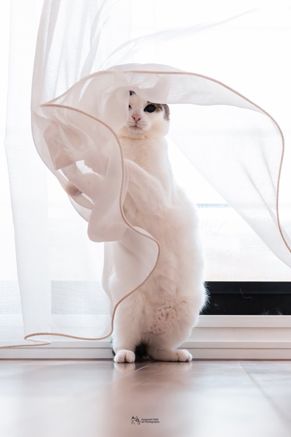 この猫ちゃんが小海途撮影の白羽生に似てると話題に!!