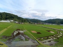 西根田んぼアートに謎のマーク出現？！心地よい風になびく稲、フィギュア選手も癒される光景爆誕！